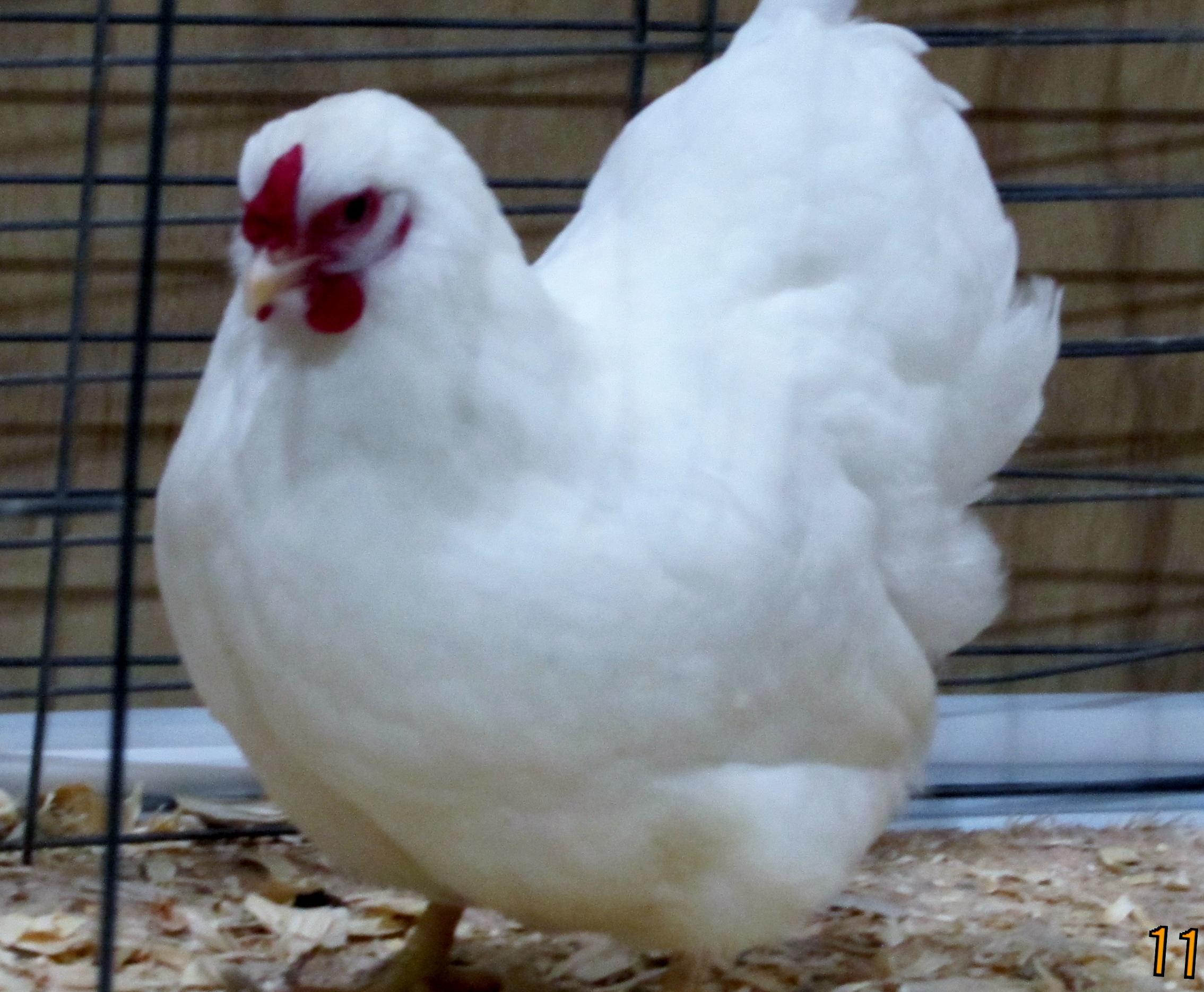 White pullet White pullet